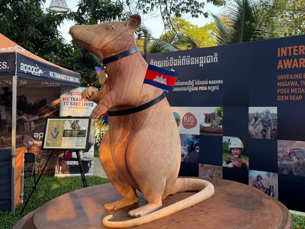 One Foot Tsunami: A Massive Magawa